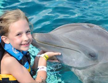 Dolphin Encounter in Clearwater Beach
